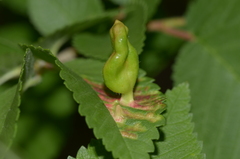Tetraneura