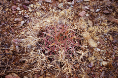 Ferocactus latispinus