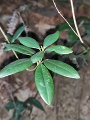 Alyxia sinensis