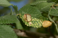 Tetraneura