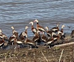 Dendrocygna autumnalis