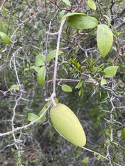 Cynanchum unifarium