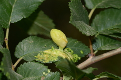 Tetraneura