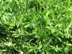 Potentilla gracilis