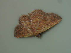 Cerynea punctilinealis