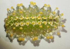 Dalceridae
