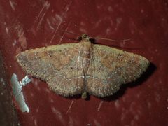 Cerynea punctilinealis