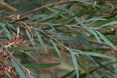 Acacia saliciformis