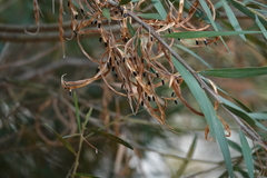 Acacia saliciformis