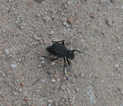 Philolithus aegrotus