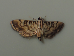Tabidia aculealis