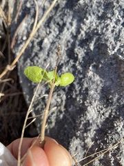Forestiera pubescens