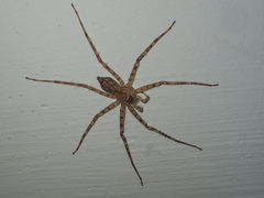 Pandercetes