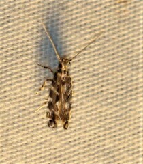 Otonoma anemois