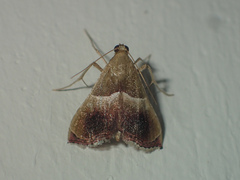 Endotricha repandalis
