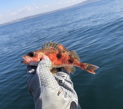 Sebastes semicinctus