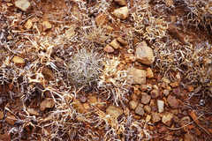 Coryphantha delicata