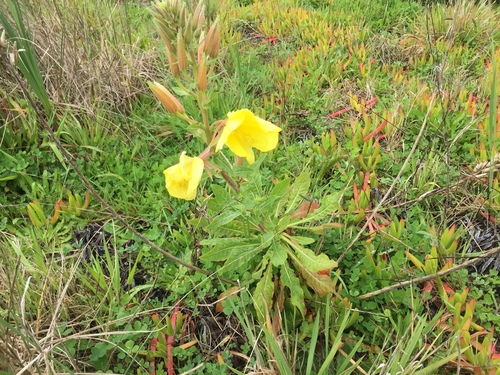 Redsepal evening primrose (Oenothera glazioviana)