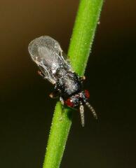 Eurytominae
