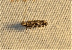 Otonoma anemois
