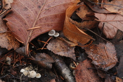 Mycena septentrionalis