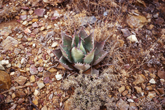 Agave applanata