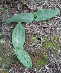 Neotinea maculata