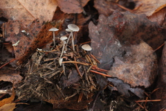 Mycena septentrionalis