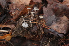 Mycena septentrionalis