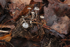 Mycena septentrionalis