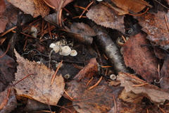 Mycena septentrionalis