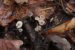 Mycena septentrionalis