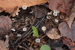 Mycena septentrionalis