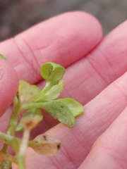 Peronospora alsinearum