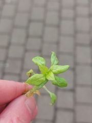 Peronospora alsinearum