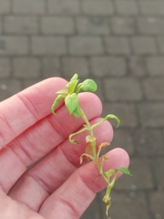 Peronospora alsinearum