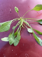 Plantago virginica