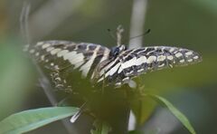 Graphium porthaon