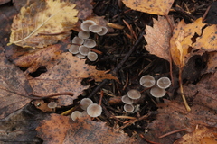 Mycena septentrionalis