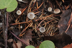 Mycena septentrionalis