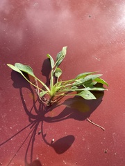 Plantago virginica