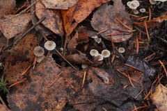 Mycena septentrionalis