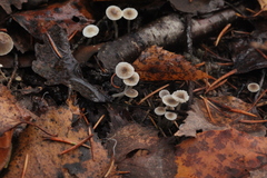 Mycena septentrionalis
