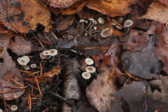 Mycena septentrionalis