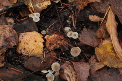 Mycena septentrionalis