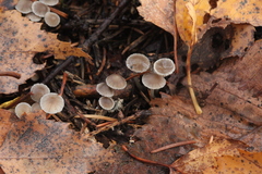 Mycena septentrionalis