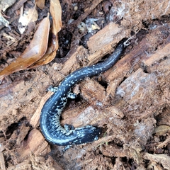 Plethodon grobmani