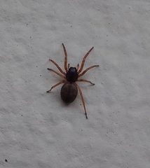 Paratrachelas maculatus
