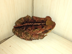 Rhinella crucifer