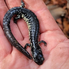 Plethodon grobmani